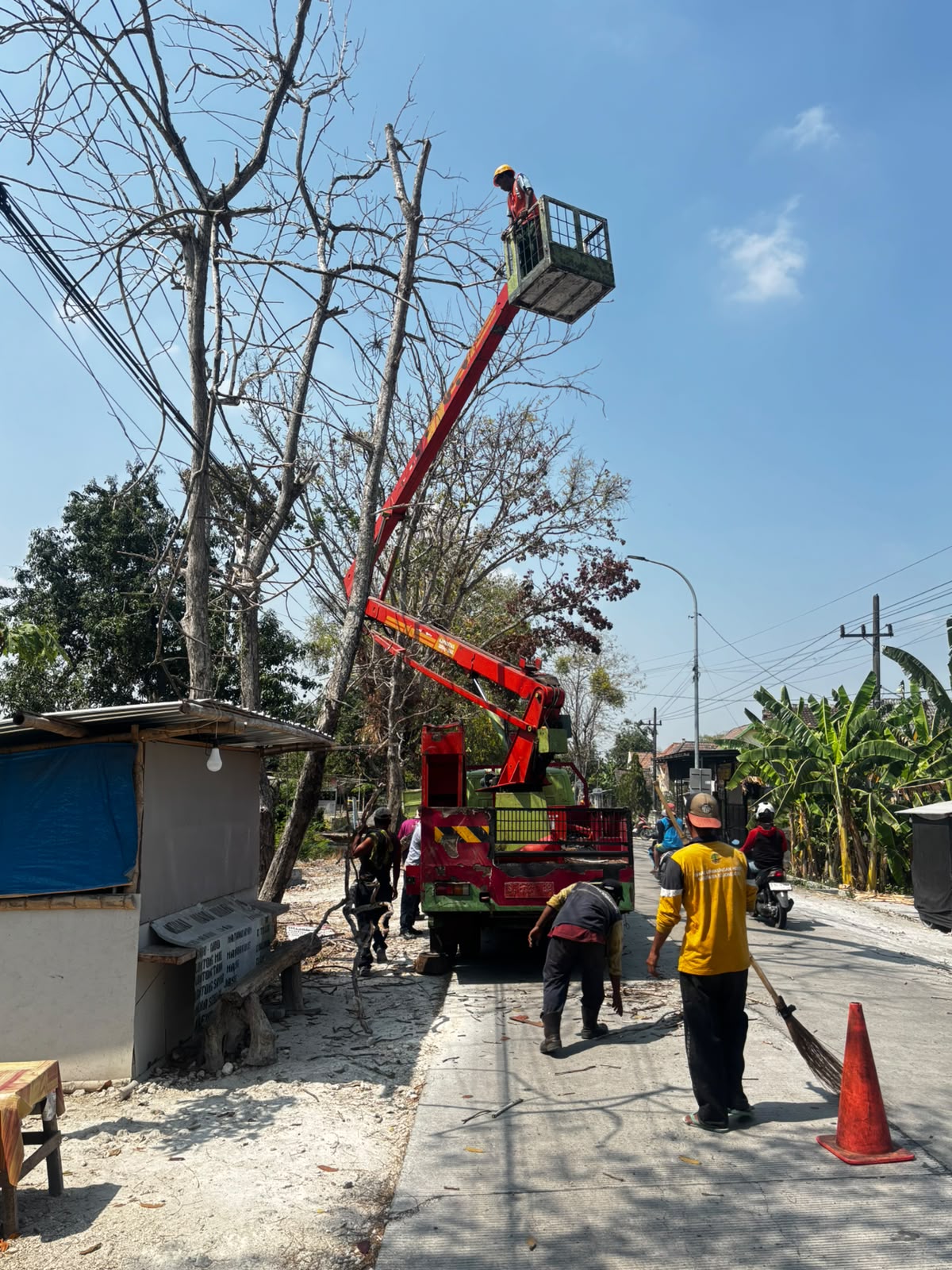 Puluhan Pohon Mengering di Jalur Medalem–Simorejo, DLH Bojonegoro Lakukan Penebangan